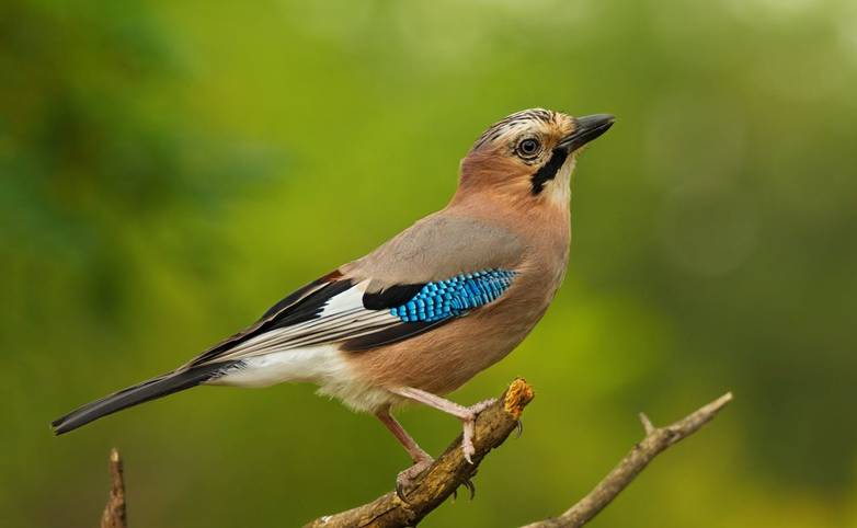 Beautiful bird the ordinary jay sitting on tree branch on green nature background