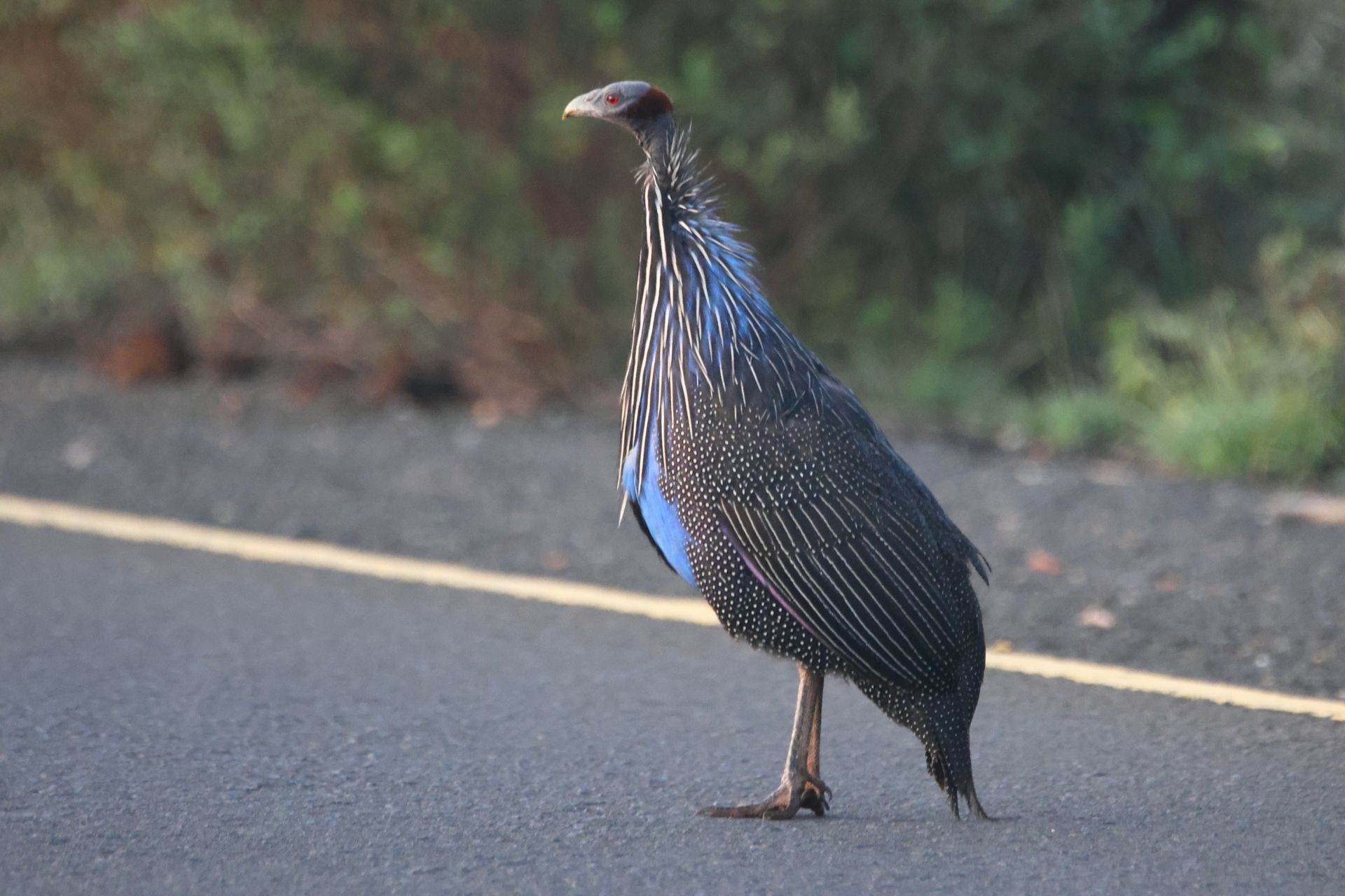 Vulture Guineafowl Image