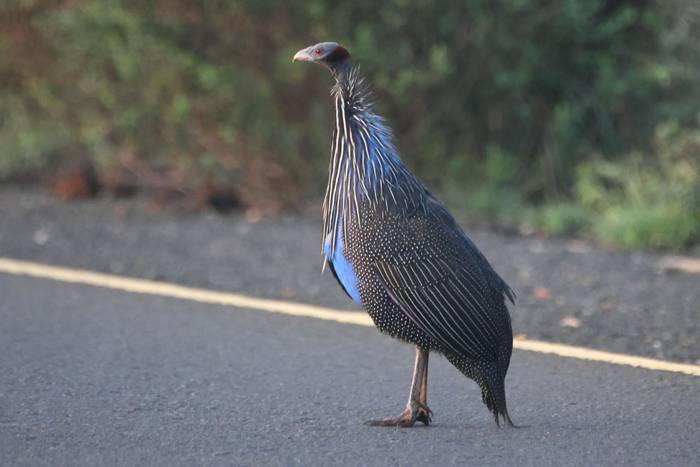 Vulturine Guineafowl © Tim Young, November 2025 tour.JPG