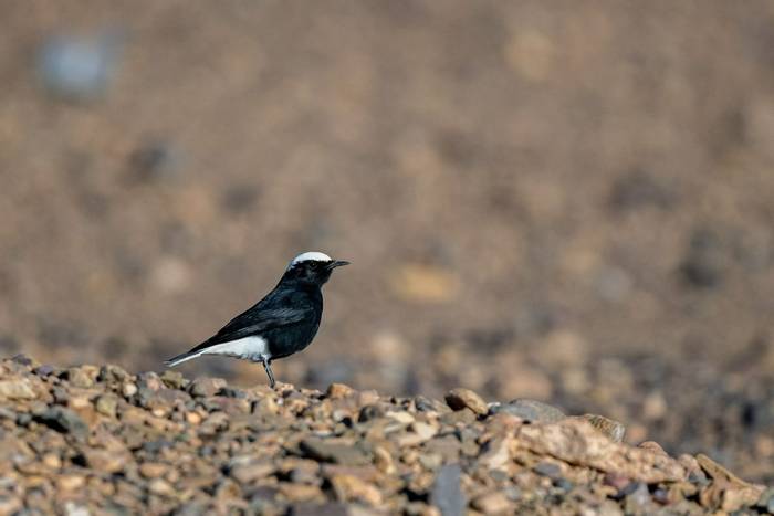 White-crowned Wheatear