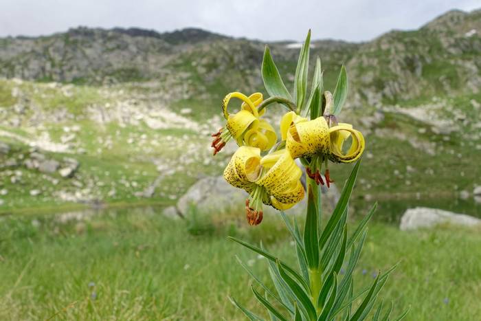 Pyrenean Lily, France shutterstock_1058417543.jpg