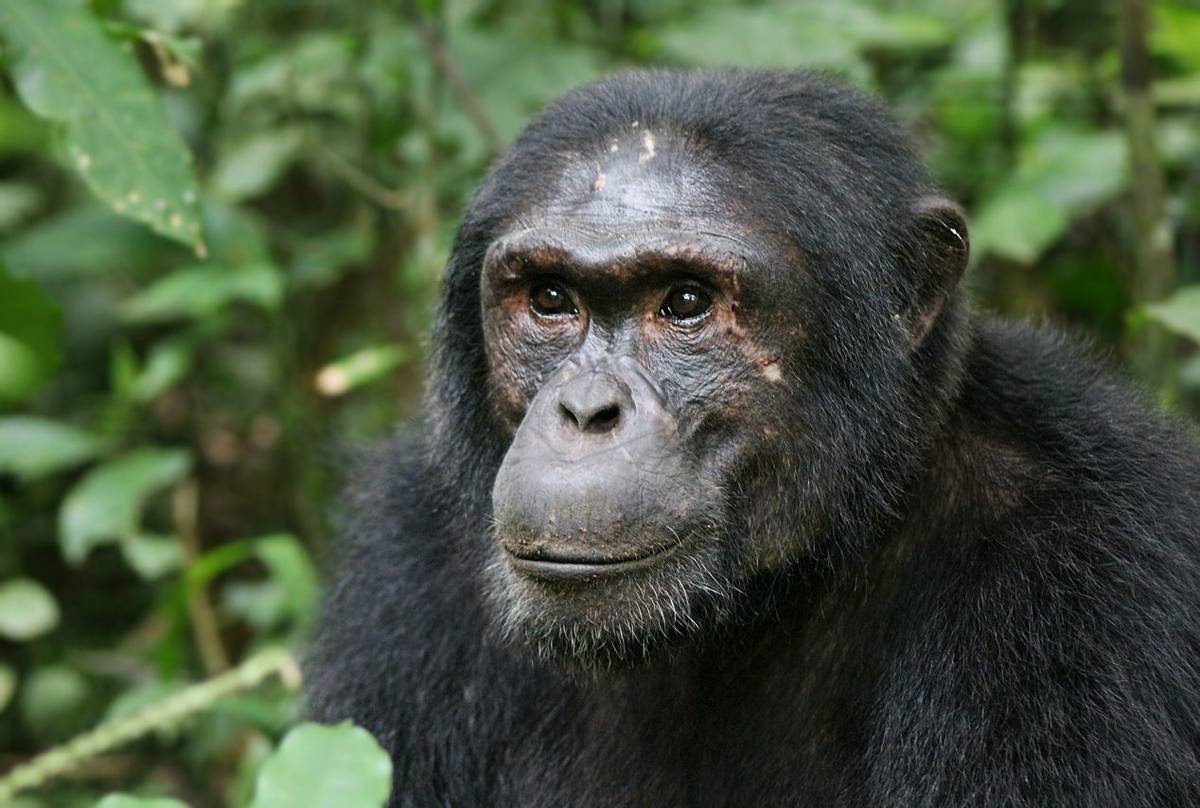 Common Eastern Chimpanzee shutterstock_457063468.jpg