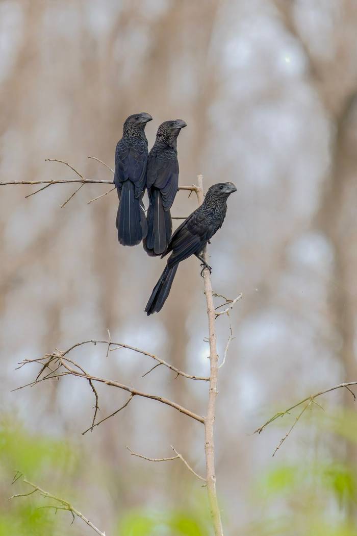 Smooth-billed Ani