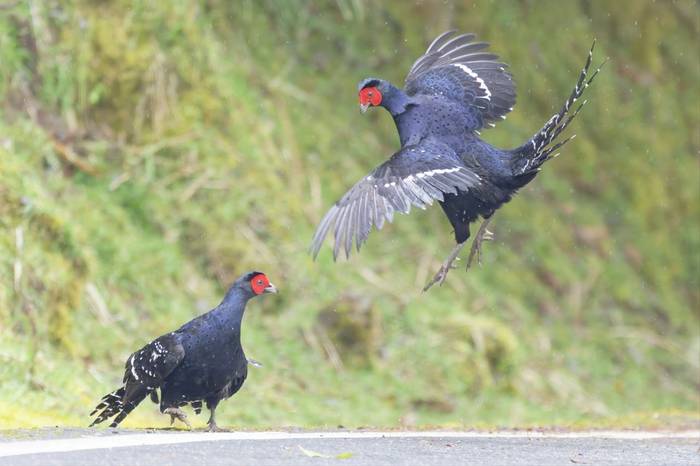 Mikado Pheasants © participant Alex Kozlenkov, March 2025