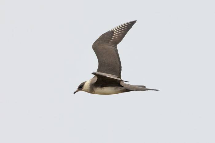 Arctic Skua (Sara Frost).jpg