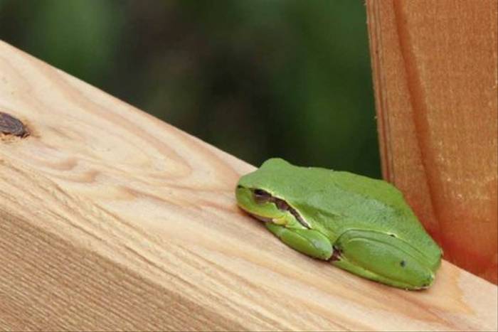 Tree Frog on railing