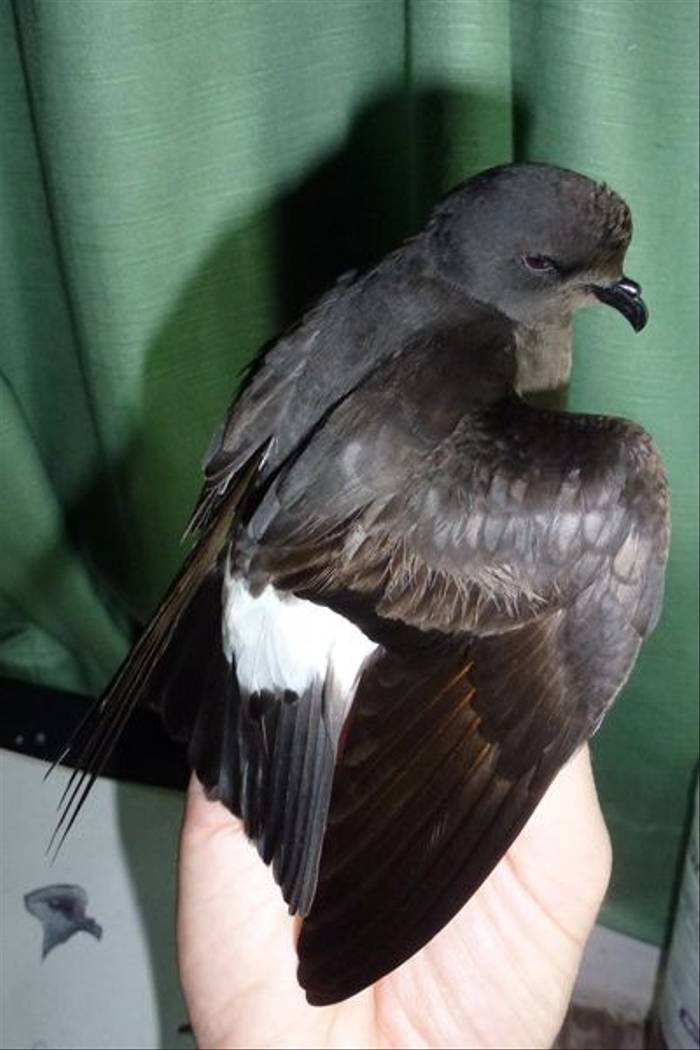 Fair Isle - Storm Petrel (David Parnaby).jpg