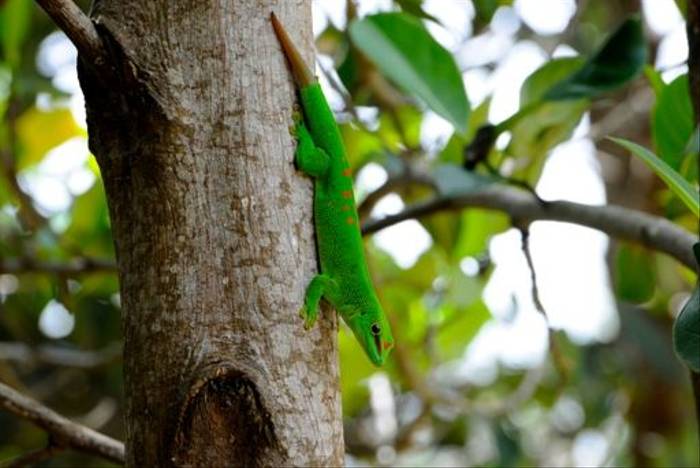 Giant Day Gecko, Montagne d'Ambre (Stephen Woodham)