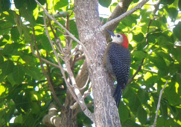 Jamaican Woodpecker (Tom Mabbett 2016 tour)