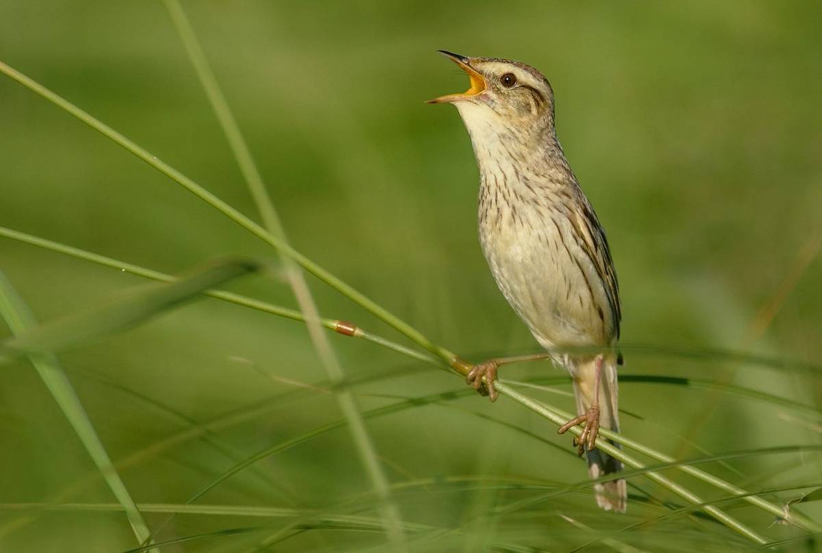 Aquatic-Warbler-shutterstock_444363850.jpg