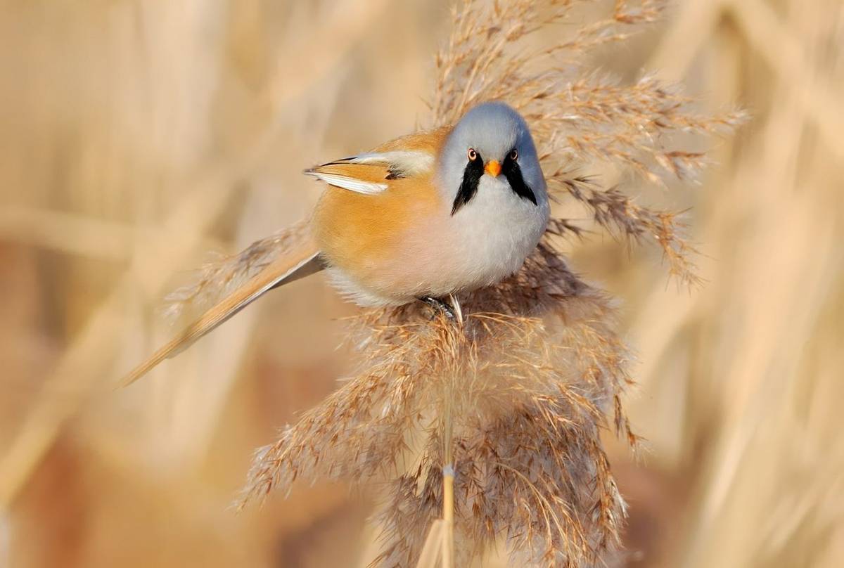 Bearded Tit