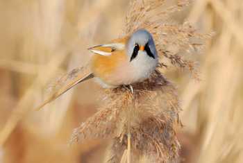 Bearded Tit