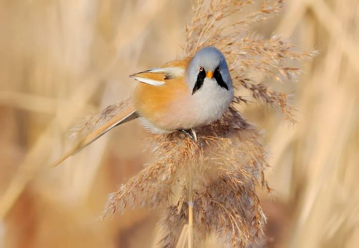 Bearded Tit