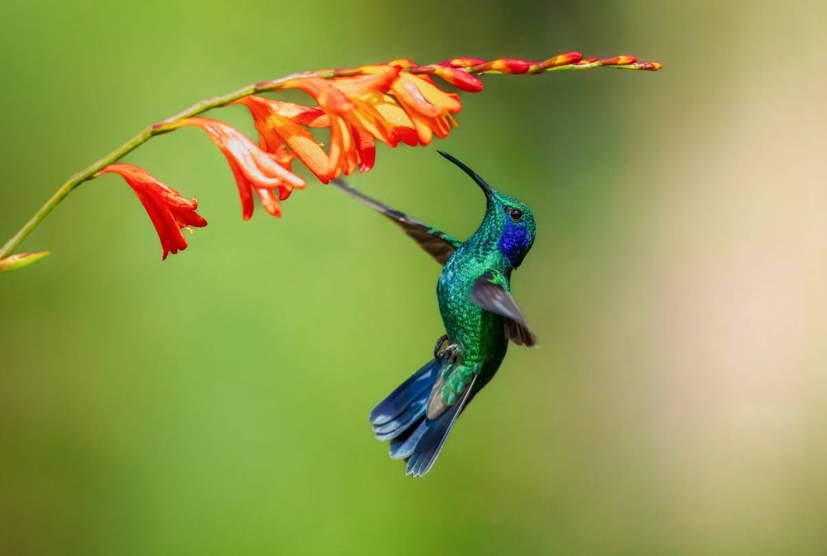 Mexican Violetear shutterstock_2570434819.jpg