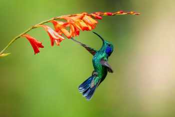 Mexican Violetear shutterstock_2570434819.jpg