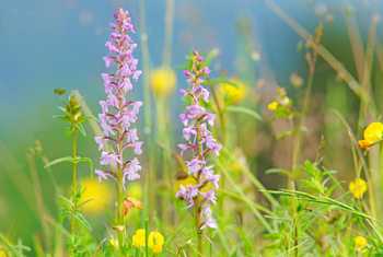 Fragrant Chalk Orchids