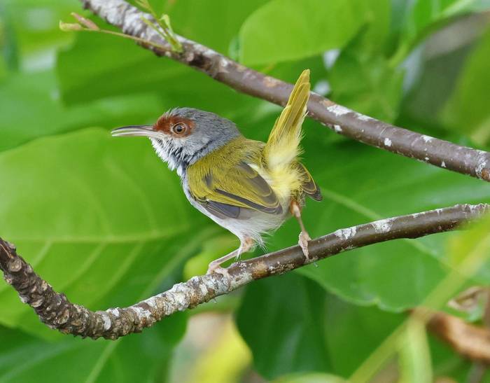 Rufous-fronted Tailorbird (Bohol)