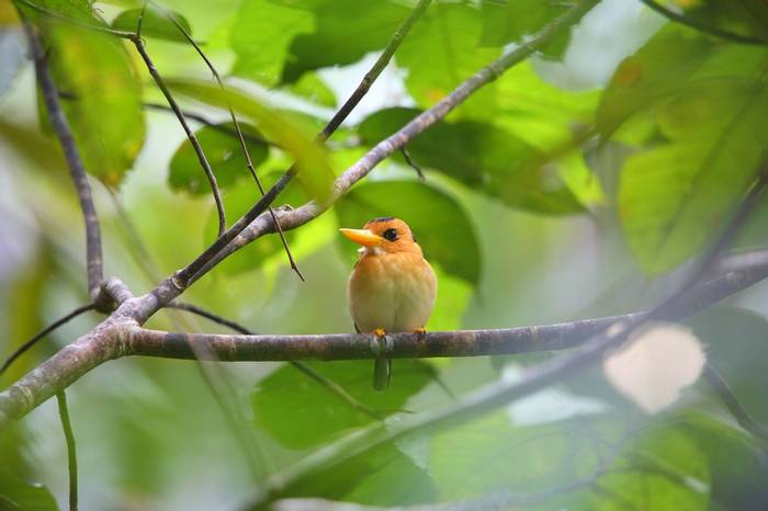 Yellow-billed Kingfisher, Papua New Guinea shutterstock_323518625.jpg
