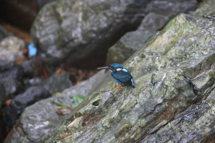 Indigo-banded Kingfisher