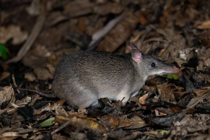 Long-nosed Bandicoot, Australia shutterstock_2782411437.jpg