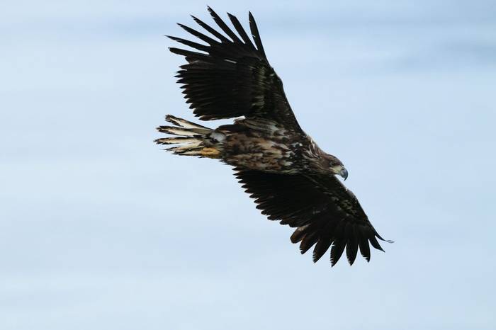 White-Tailed Eagle in flight