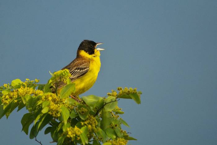 Black-headed Bunting (Martin Hrouzek)