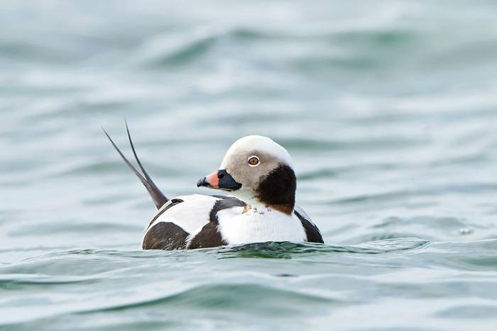 Long-tailed Duck