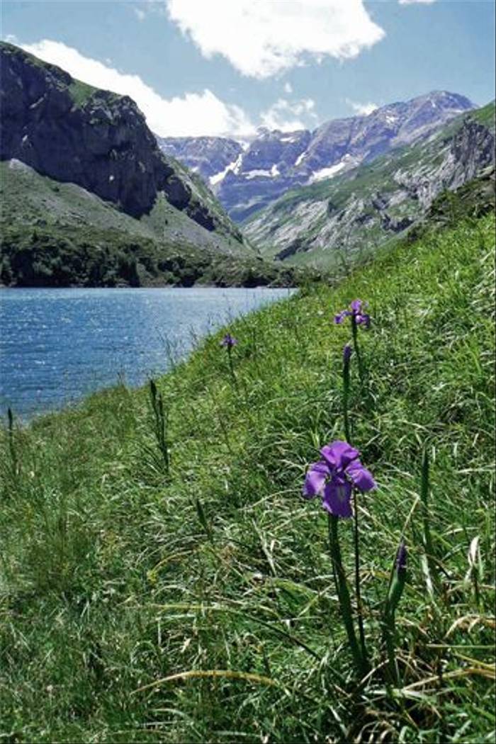 English Iris, Lac des Gloriettes (Mark Galliott)