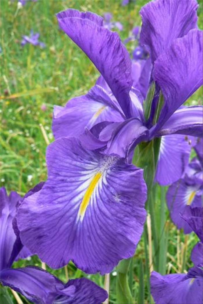 English Iris, Iris latifolia (Mark Galliott)