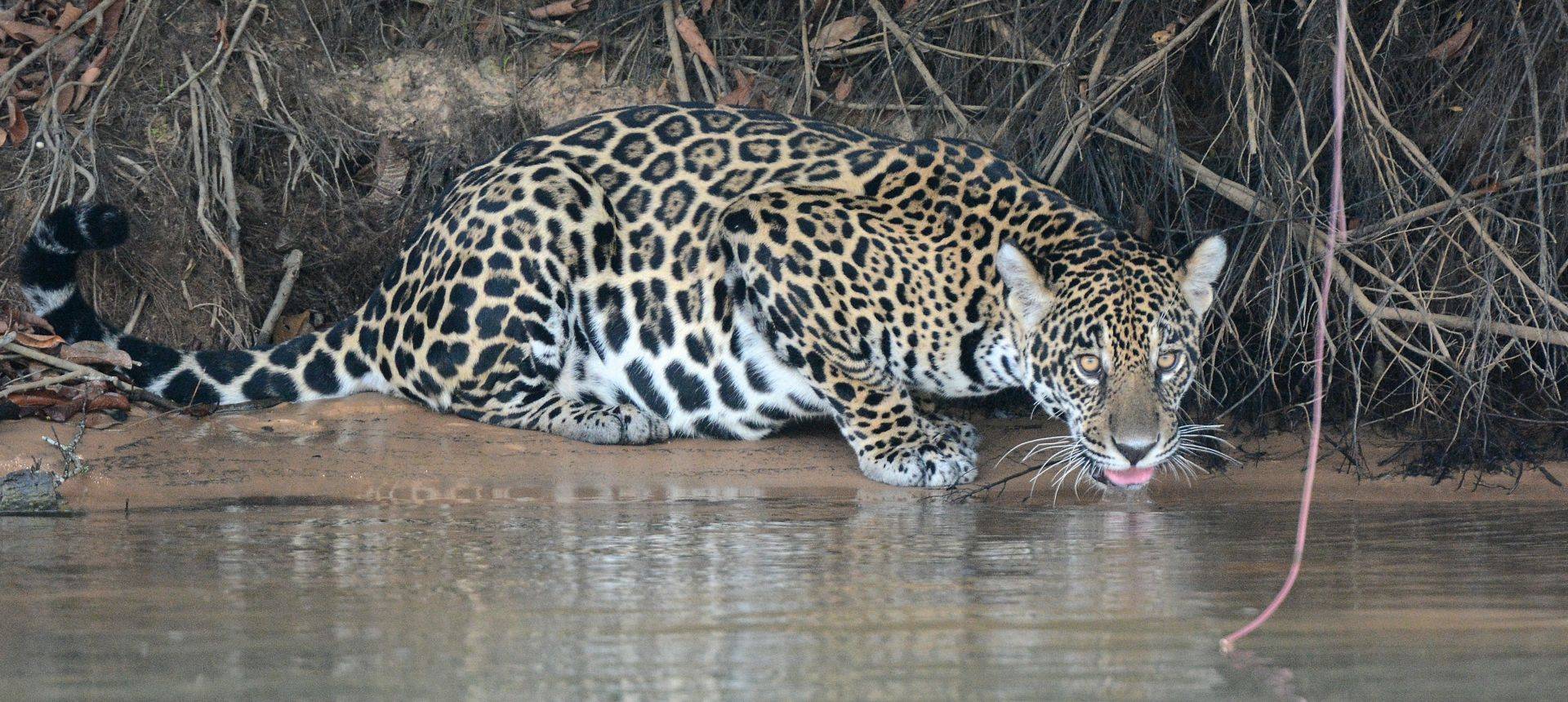 south-america-s-big-cats-naturetrek