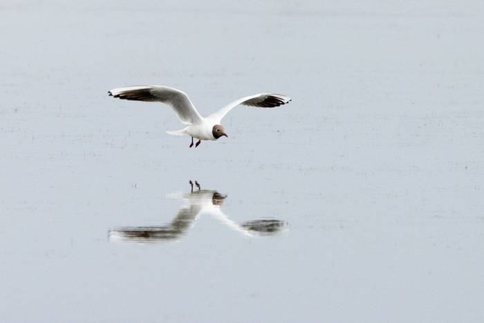 Black-headed Gull, North Ronaldsay (Sara Frost).jpg