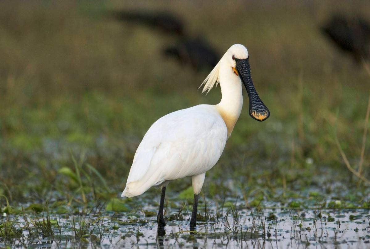 Eurasian Spoonbill shutterstock_1438615457.jpg