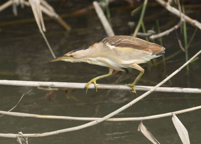 Little Bittern © Marcus Ward, April 2025