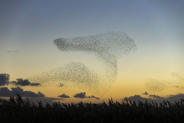 Common Starling (Oliver Smart)