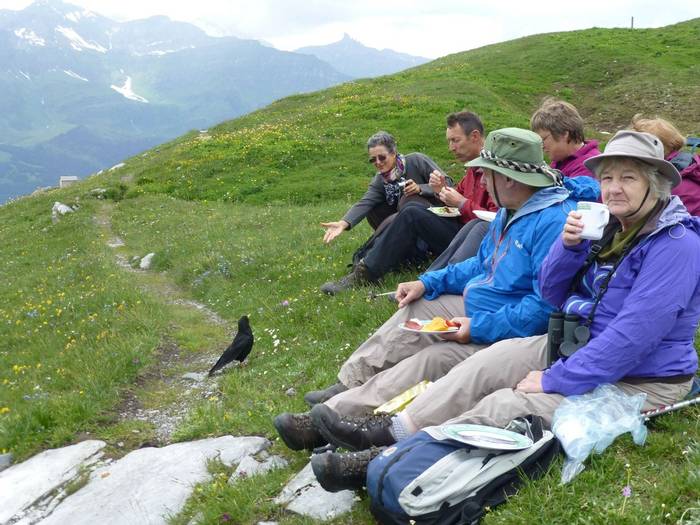 Lunching with Alpine Choughs (Kerrie Porteous)