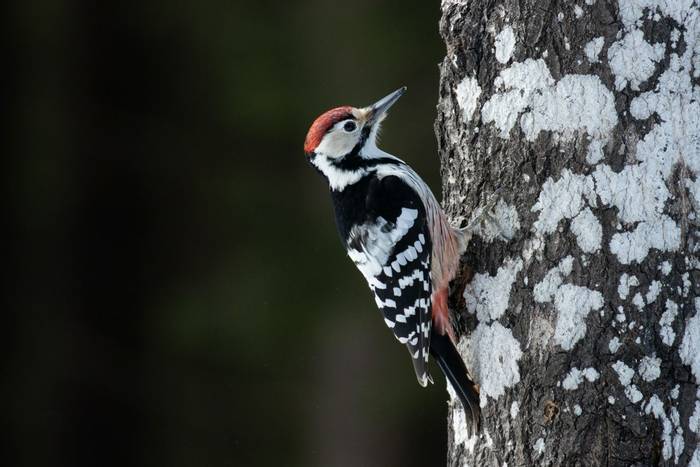 White-backed Woodpecker, Estonia shutterstock_1923085718.jpg