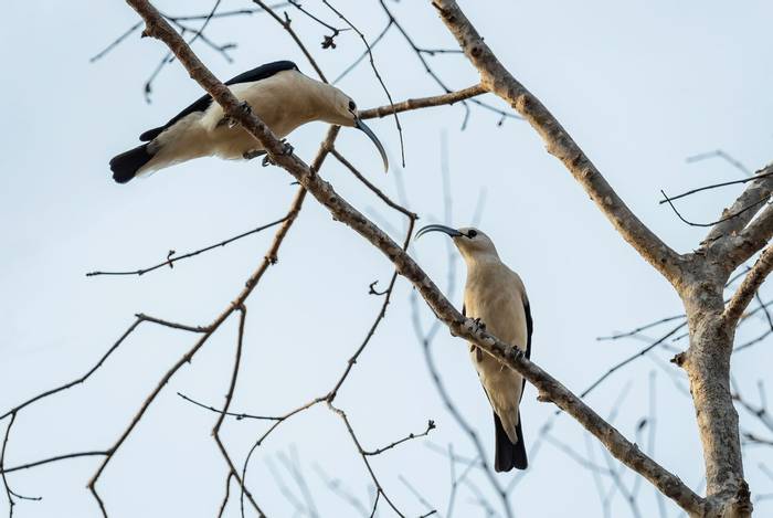 Sickle-Billed Vanga, Madagascar shutterstock_2233400321.jpg