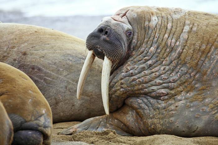 Walrus, Spitsbergen shutterstock_83004073.jpg