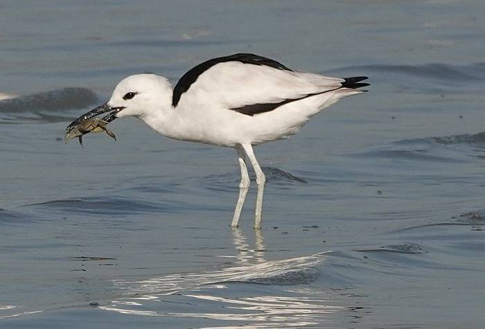 Crab-plover © Martin Pitt, January 2026 tour