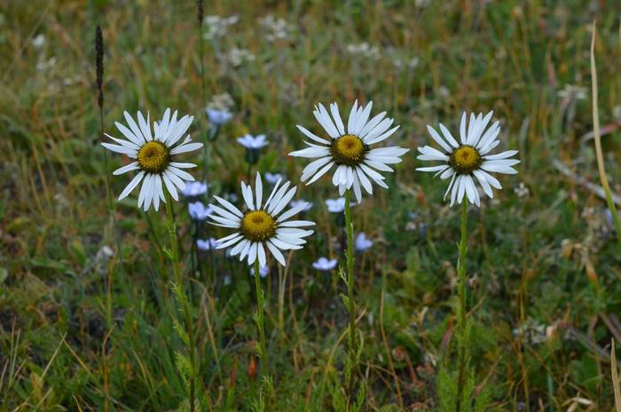 Pyrethrum karelinii Kyrgyzstan shutterstock_1901695006.jpg