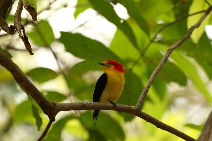 Wire-tailed Manakin © Robin Smith