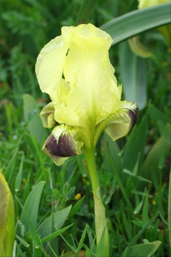Southern Dwarf Iris, Iris pseudopumila (Paul Harmes)