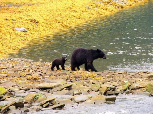 Black Bear, Canada Shutterstock 211678615