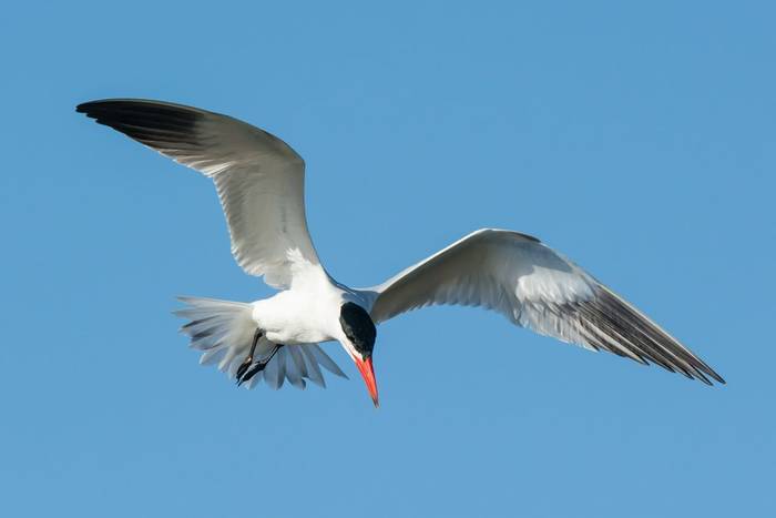 Caspian Tern shutterstock_179494118.jpg