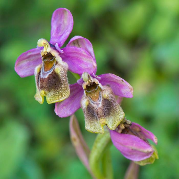 Ophrys sp (Mike Vickers)