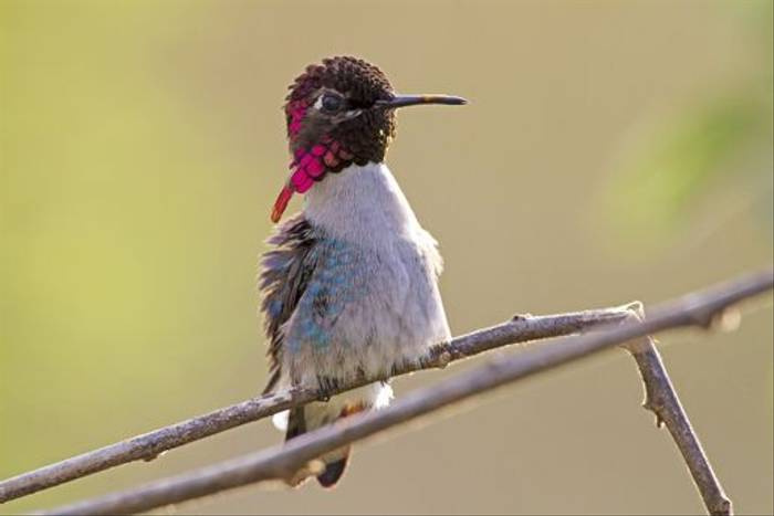 Bee Hummingbird, Zapata (Kevin Elsby)