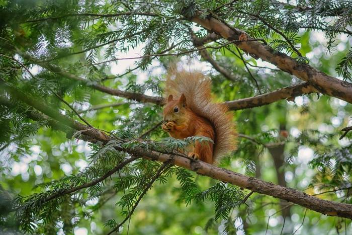 Red Squirrel shutterstock_704889118.jpg