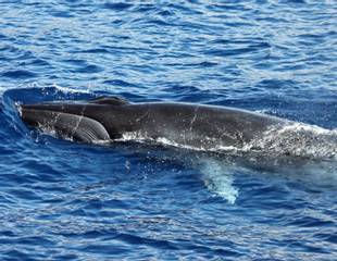 The Canaries - Whales, Dolphins & Other Wildlife of La Palma