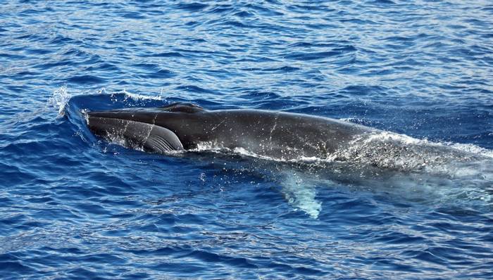 Bryde's Whale © Tom Mabbett