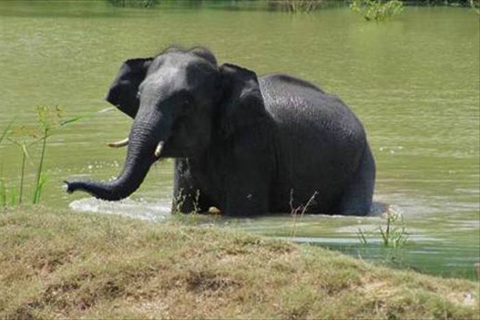 Asian Elephant (Gerald Broddelez)